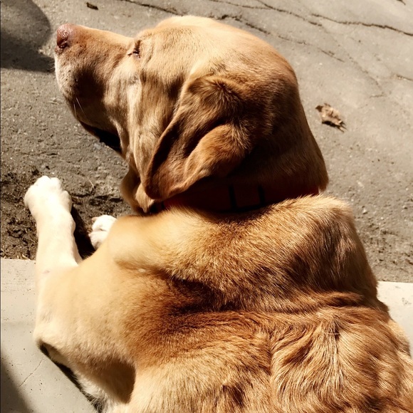 Meet your Posher, Kali - Picture 1 of 1